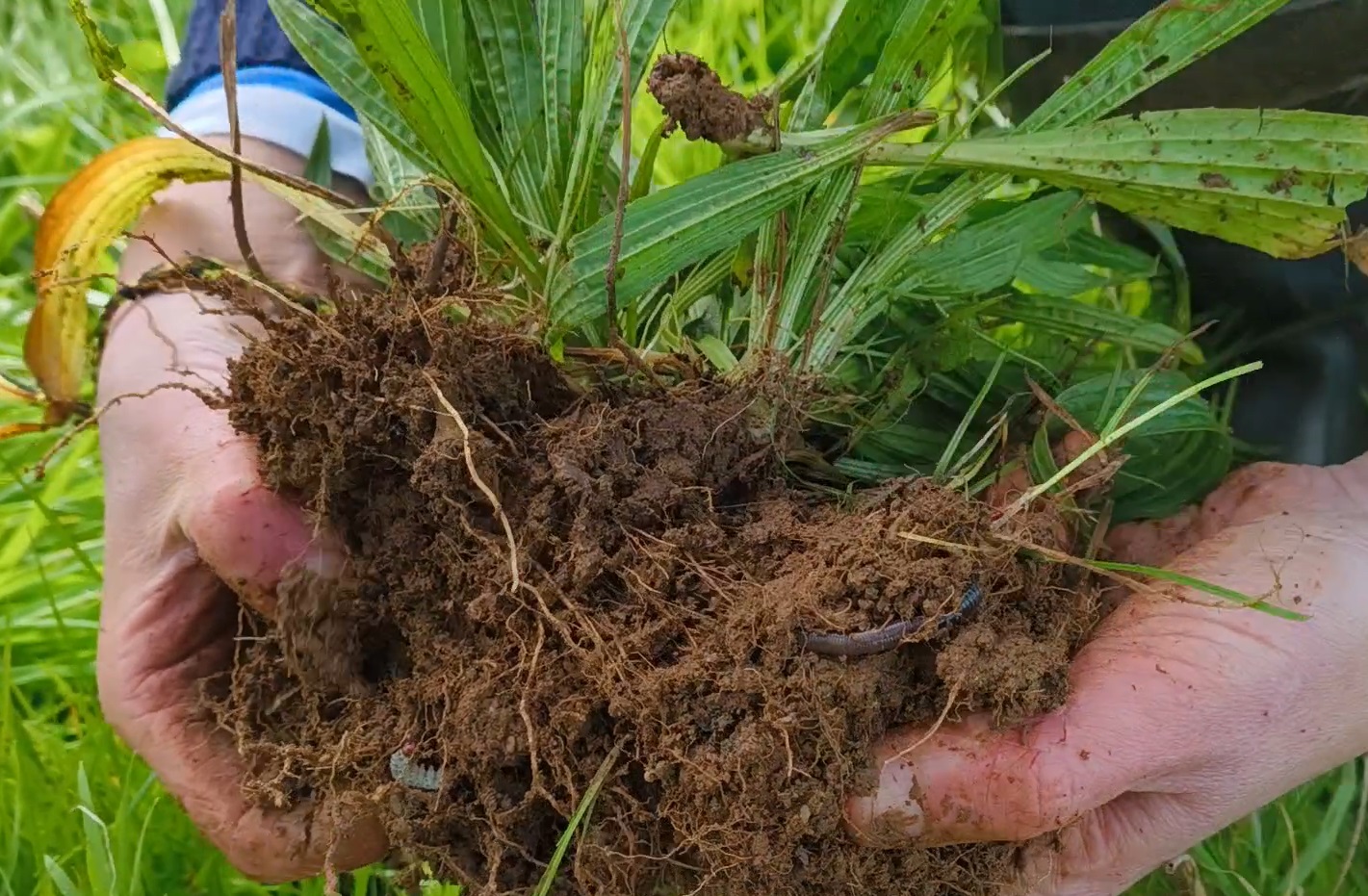 soil-tregooden-farm-in-hands_england
