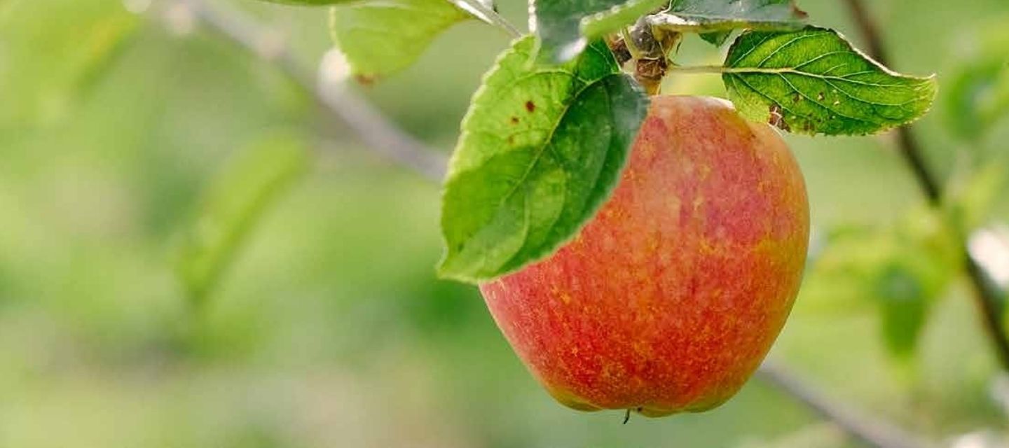 Close up of a red apple on a tree