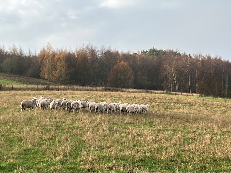 A group of sheep standing close together in a field