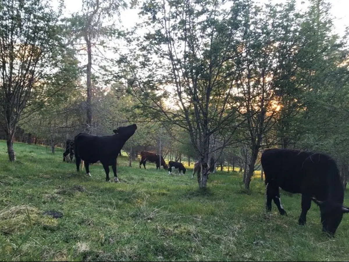 agroforestry-and-livestock-2_organic__howemill-licensee_07072023_pfnikkiyoxall.jpg