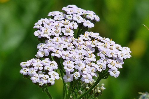 web-herbal-leys-yarrow2