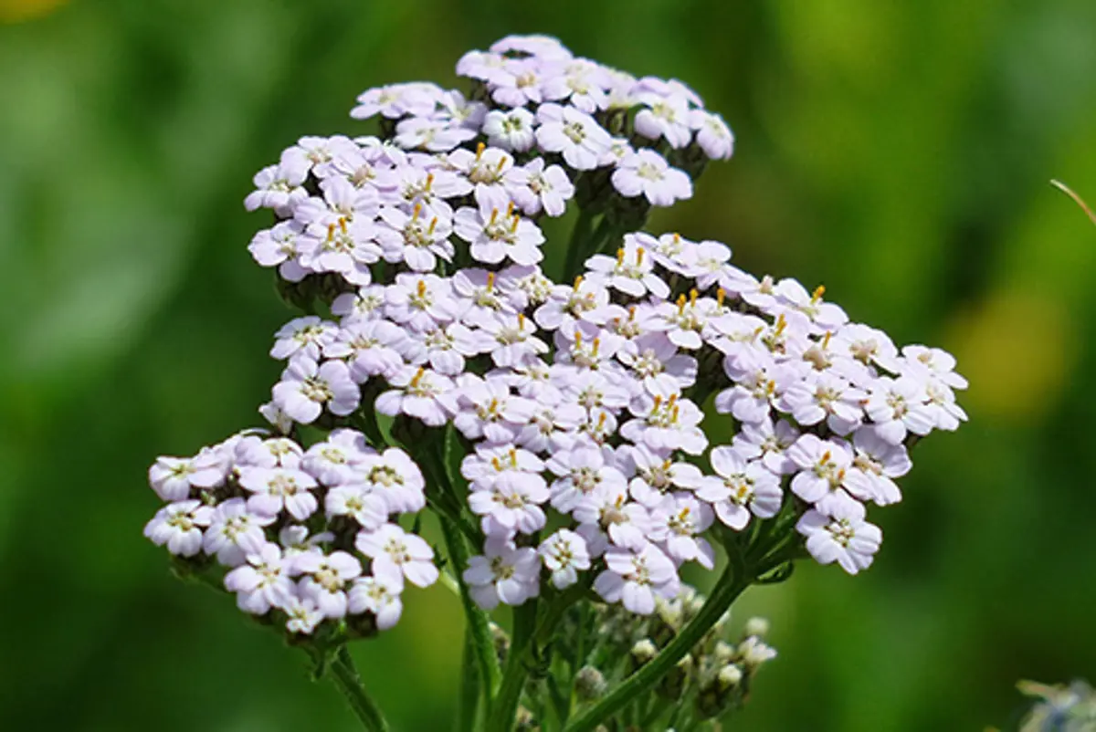web-herbal-leys-yarrow2