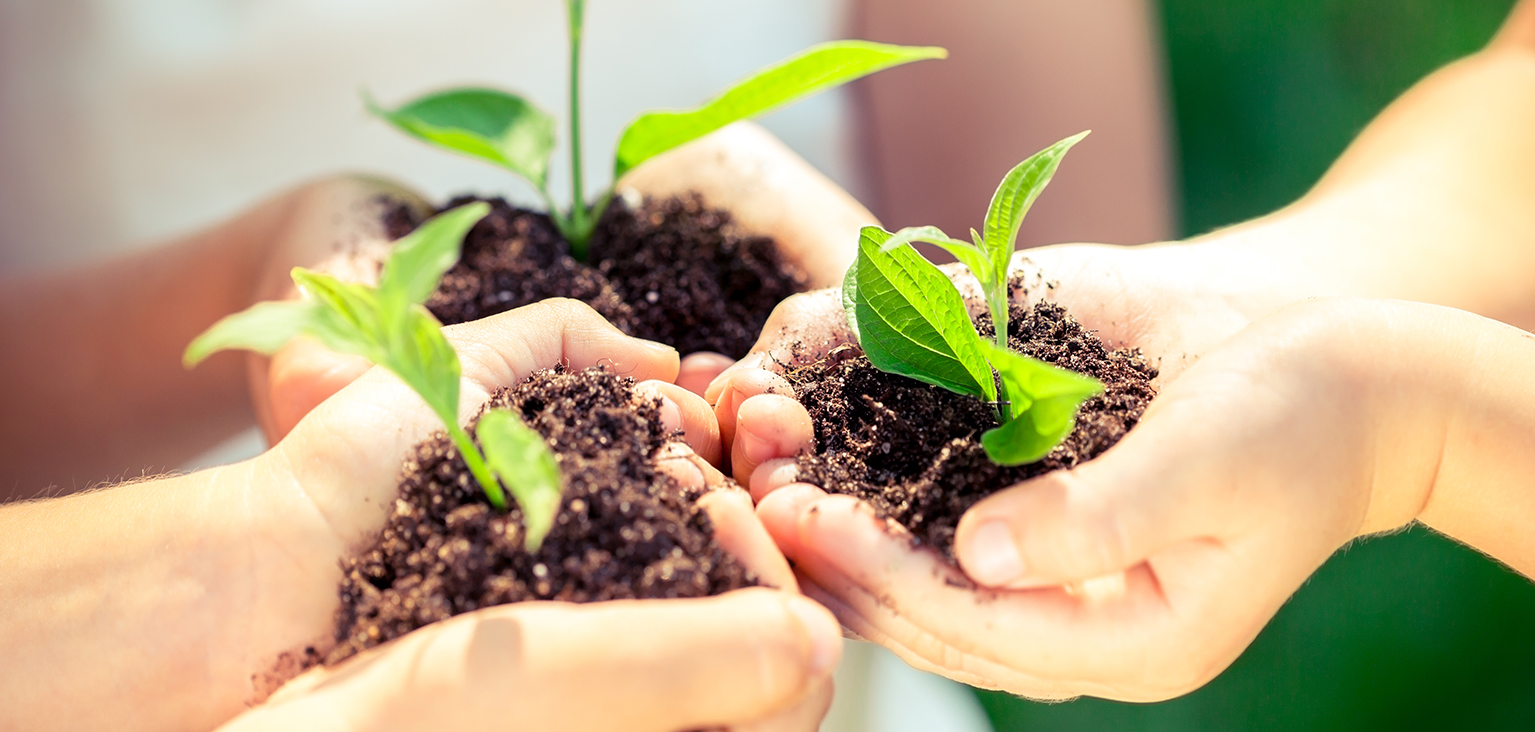 Three children's hands clutching seedlings growing in soil. 