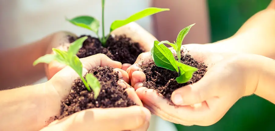 Three children's hands clutching seedlings growing in soil. 