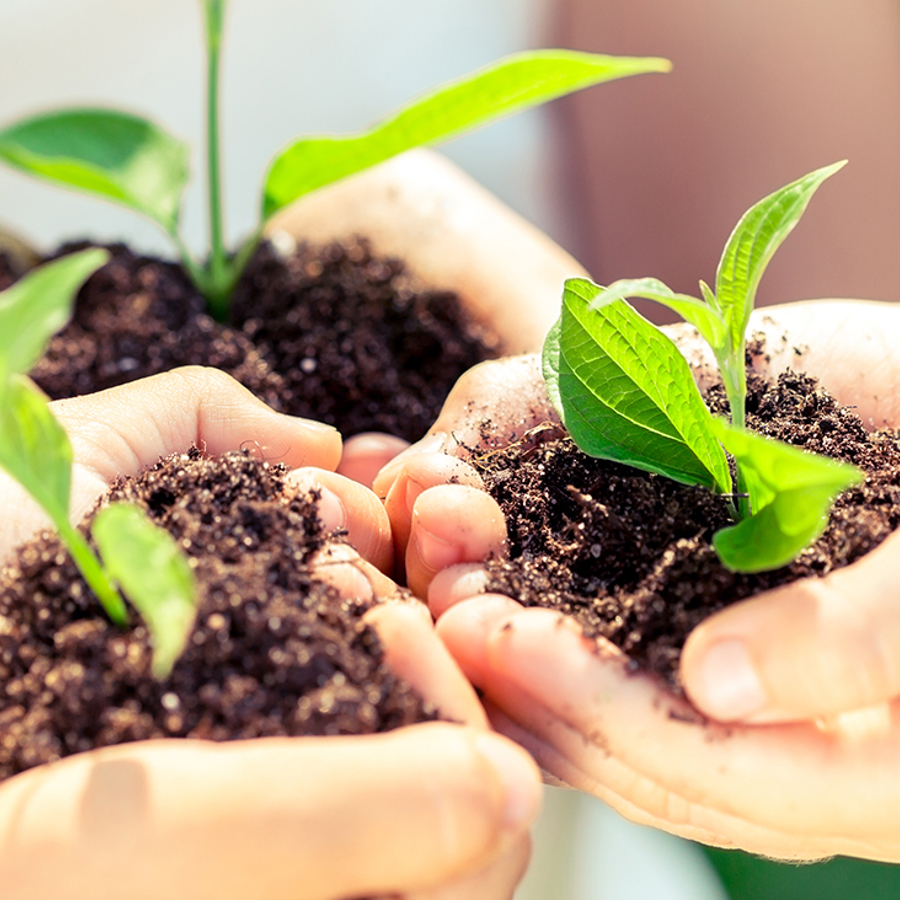 Three children's hands clutching seedlings growing in soil. 