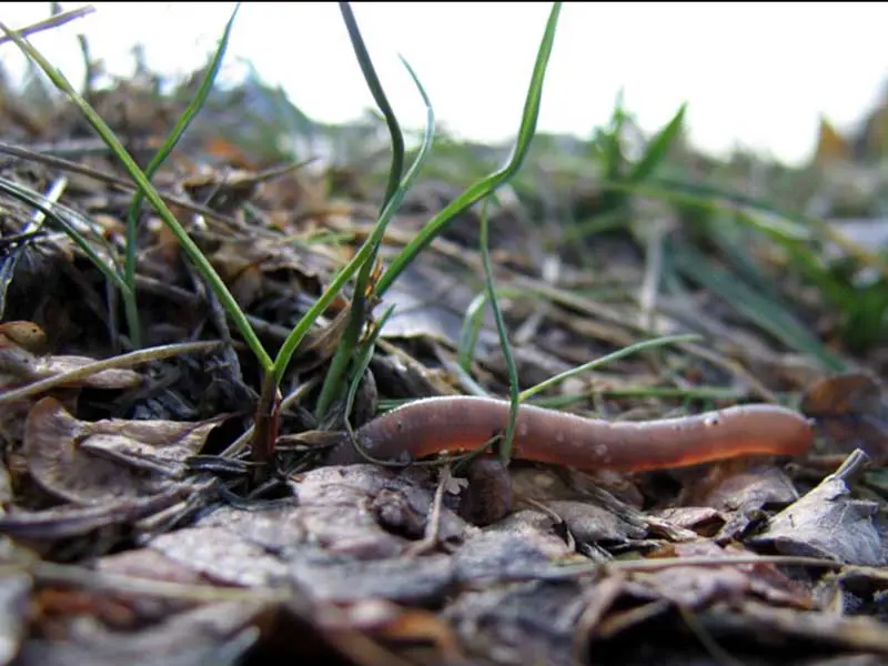 Ground level view of a worm crawling through leaves and grass.