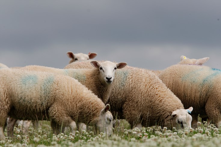 Sheep in clover field with blue painted markings. 