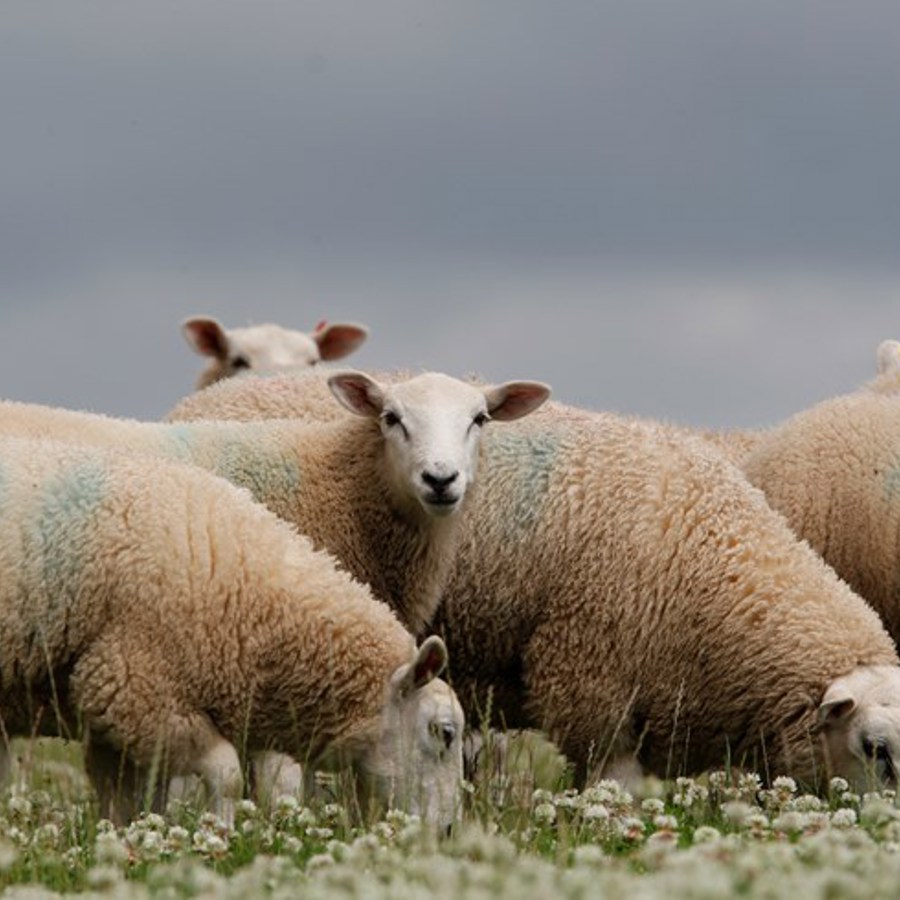 Sheep in clover field with blue painted markings. 
