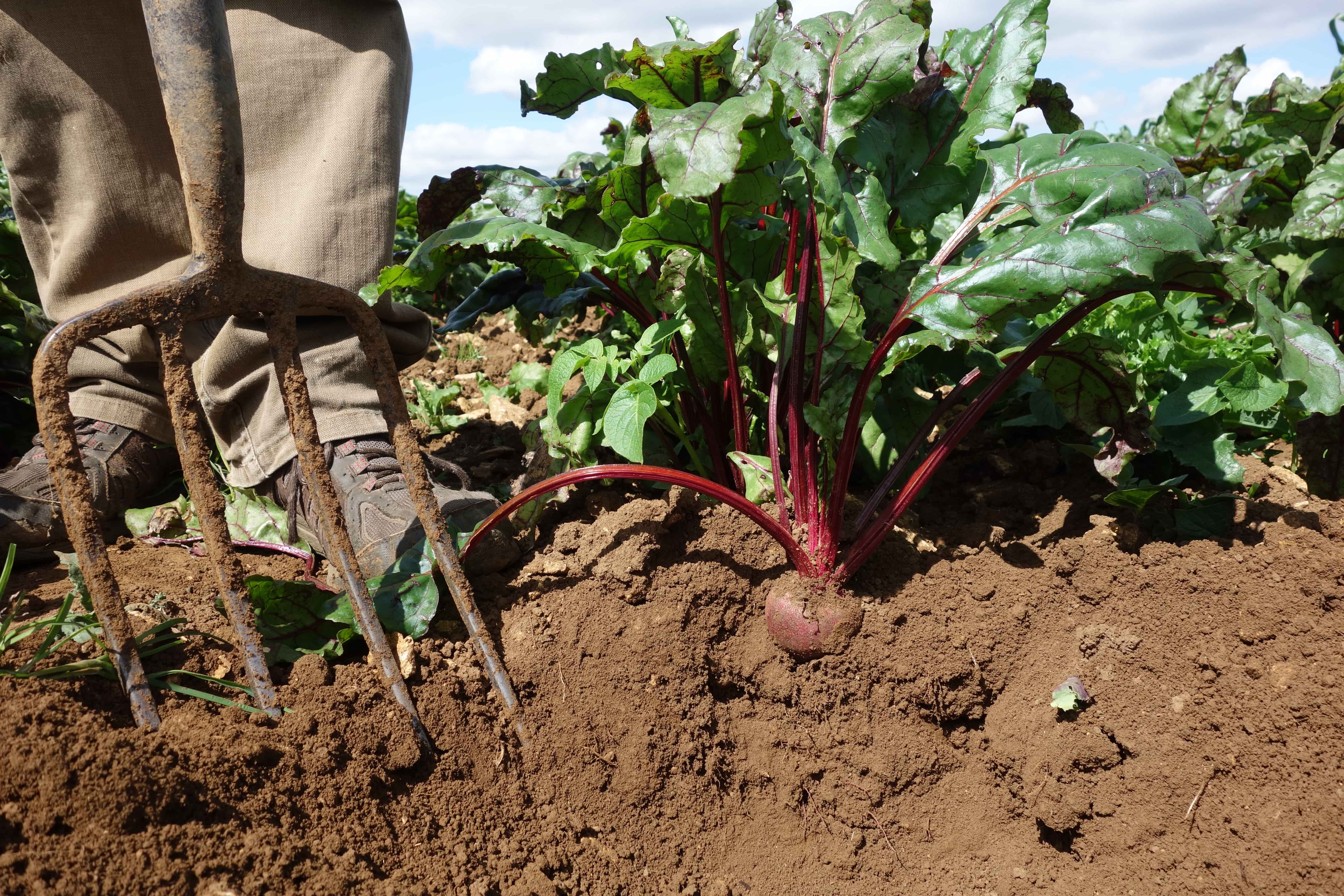 Ground level view of someone harvesting beetroot with a garden fork. 