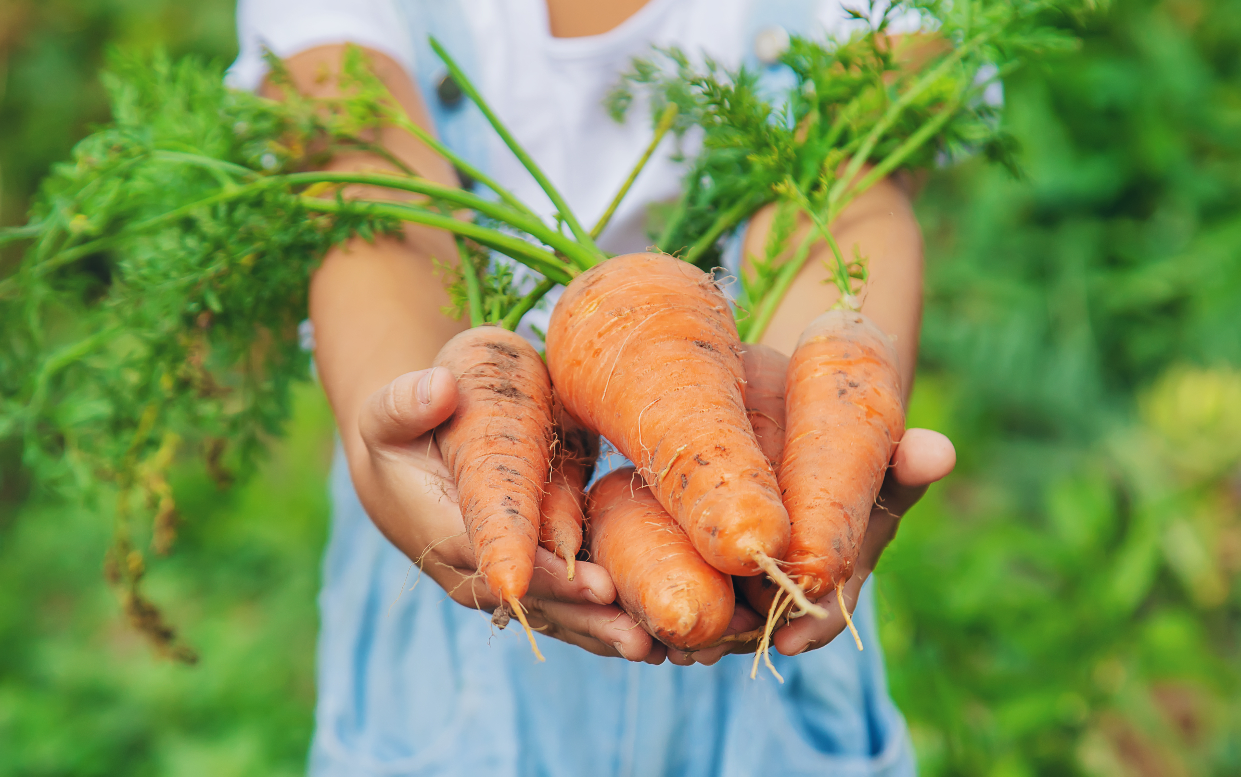 Hands holding carrots