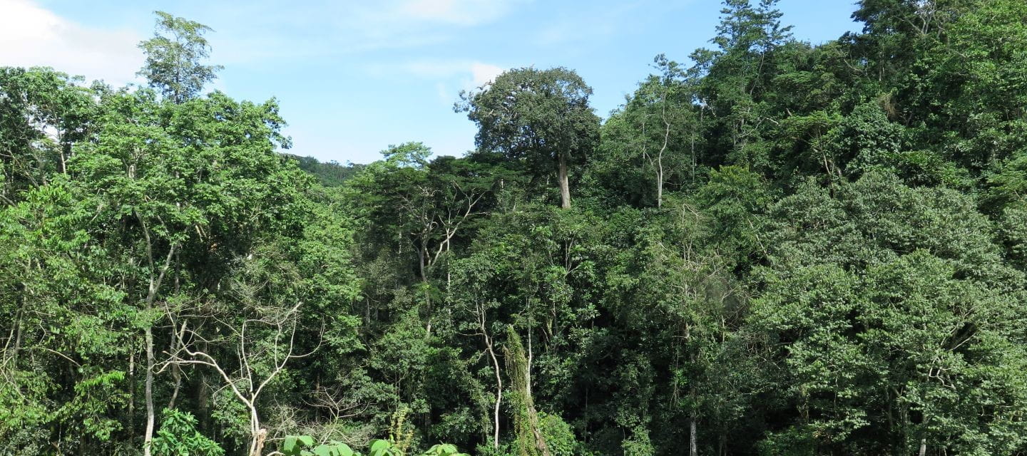 forest_uganda_hero_non-organic_19.11.15.jpg