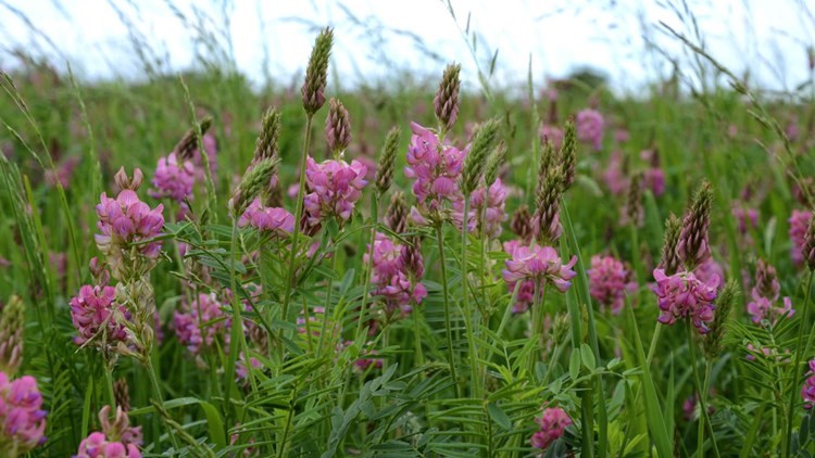 Lots of pink sanfoin growing amongst a grassy field. 