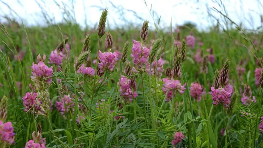 Lots of pink sanfoin growing amongst a grassy field. 