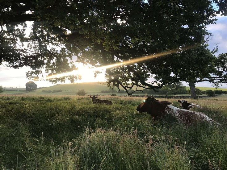 Three white and brown cattle, laying in long grass as sun bursts through the leaves of a low tree canopy above them.