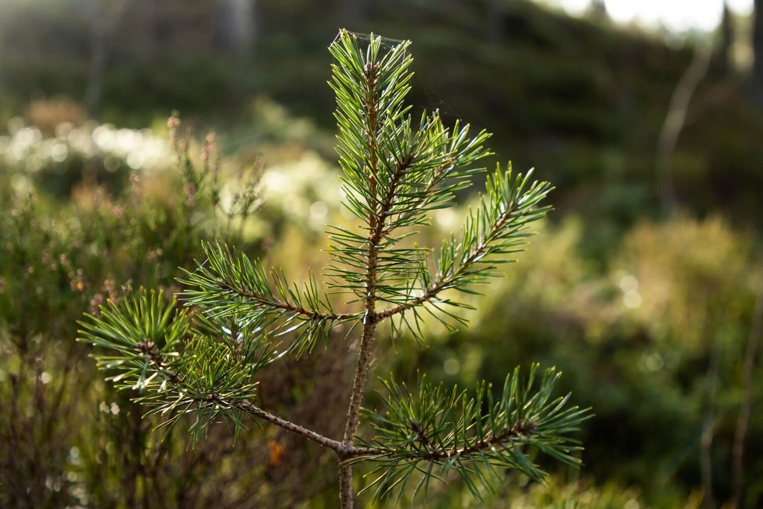 An evergreen branch
