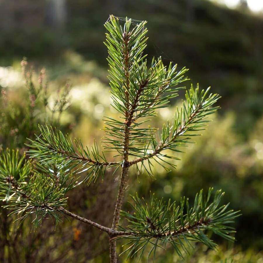 forest_new_growth_strathspey_estate_scotland_content_non-organic_06.03.23.jpg