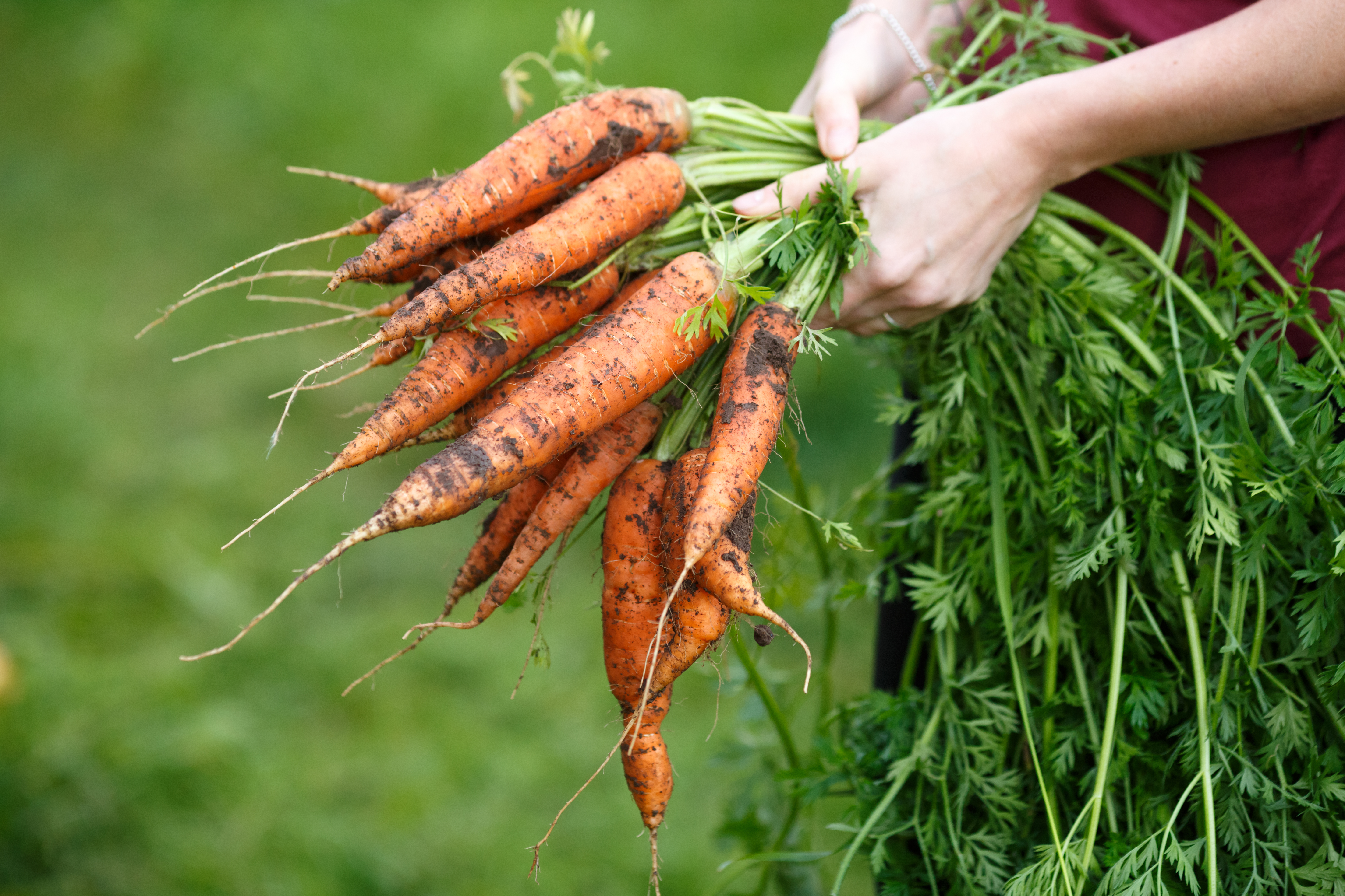 A person holding a bunch of carrots with soil on them