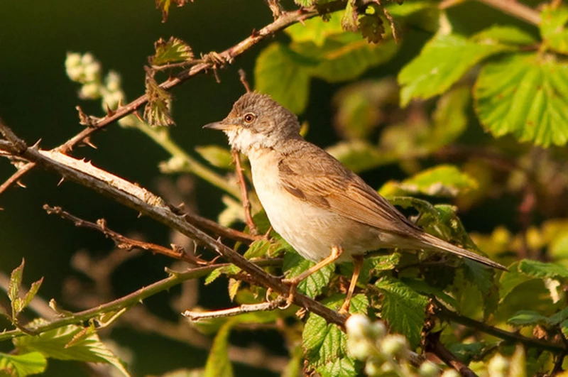 Why are hedgerows important