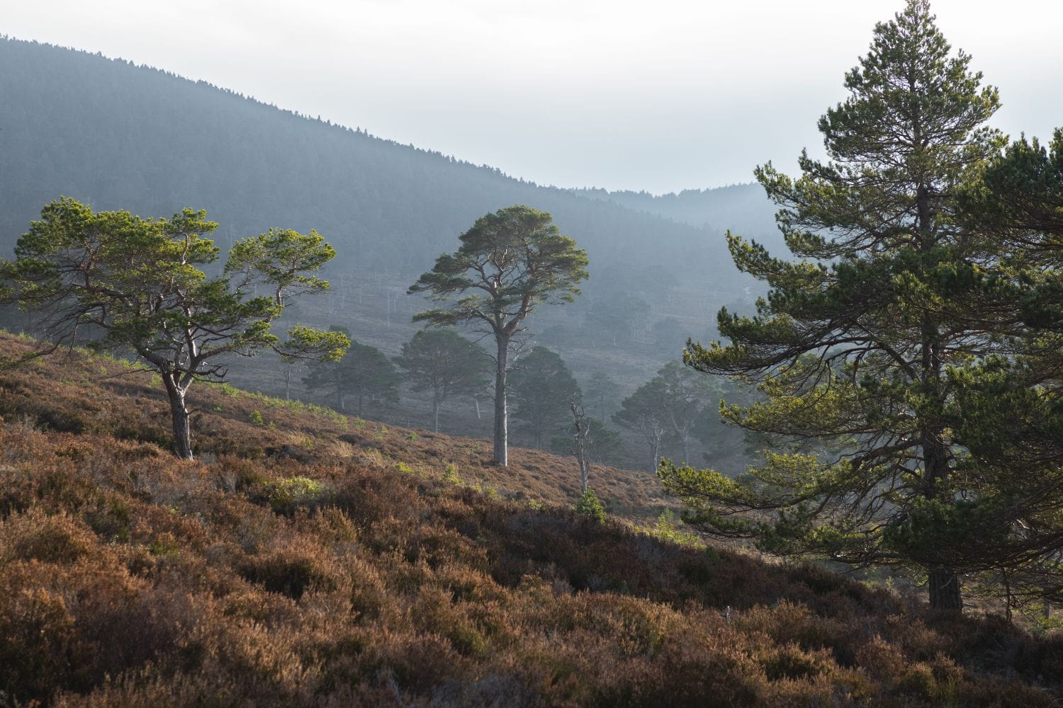trees_strathspey_estate_scotland_content_non-organic_2023.jpg