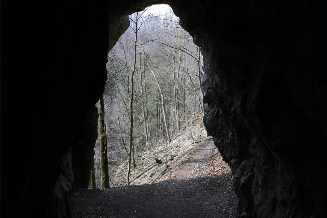 mendel_university_brno_cave_content_organic_2022.jpg