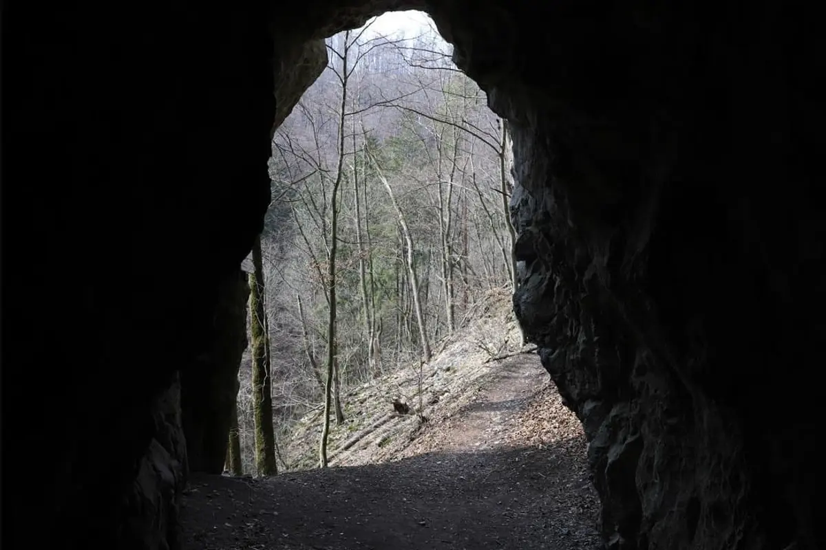 A forest viewed from inside a cave