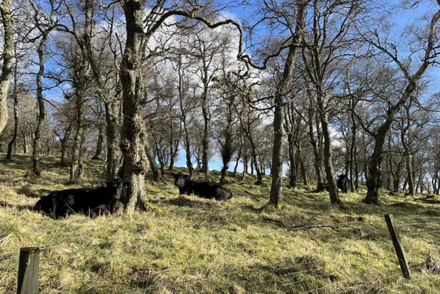nikki-yoxall-cows-in-tree