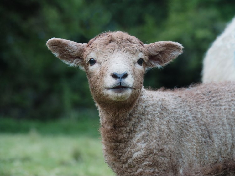 A lamb with a white and brown fleece looks directly into camera
