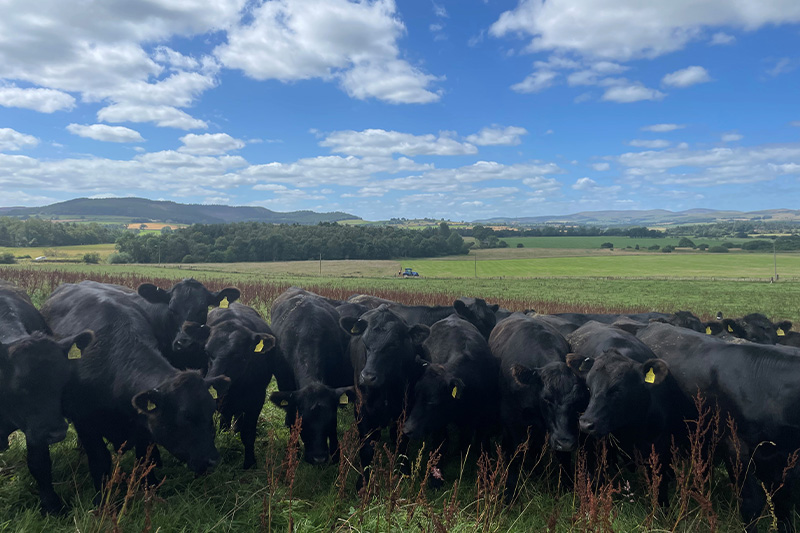 broome-park-cattle-farm
