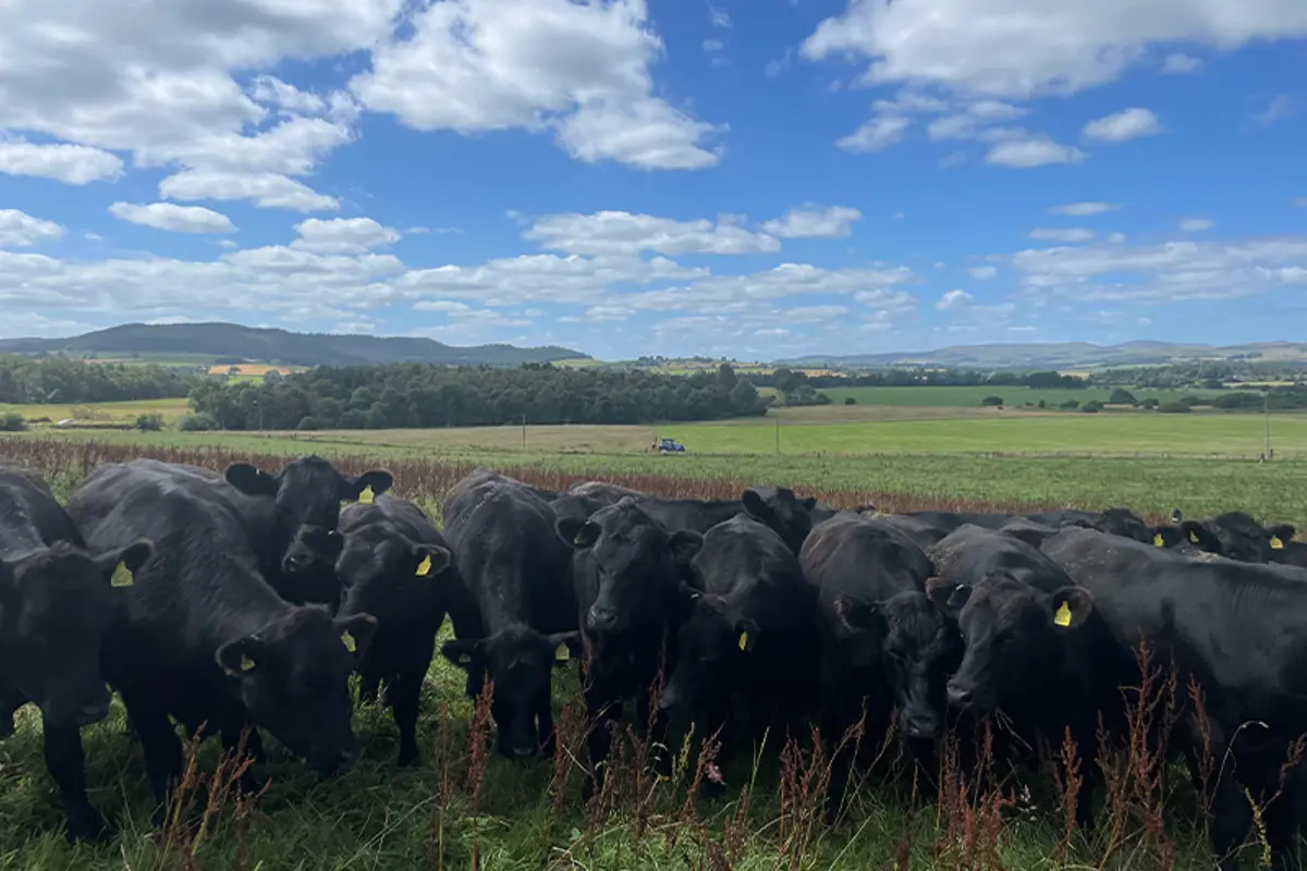 broome-park-cattle-farm