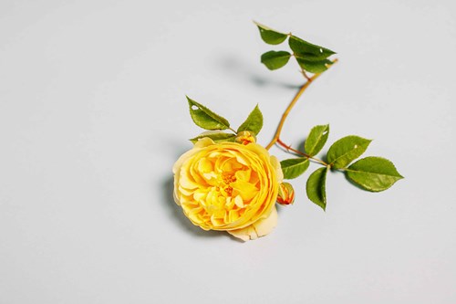 yellow-rose-on-white-background_banner_non_organic