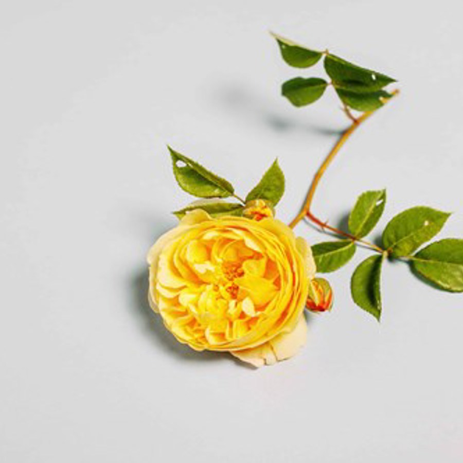 yellow-rose-on-white-background_banner_non_organic
