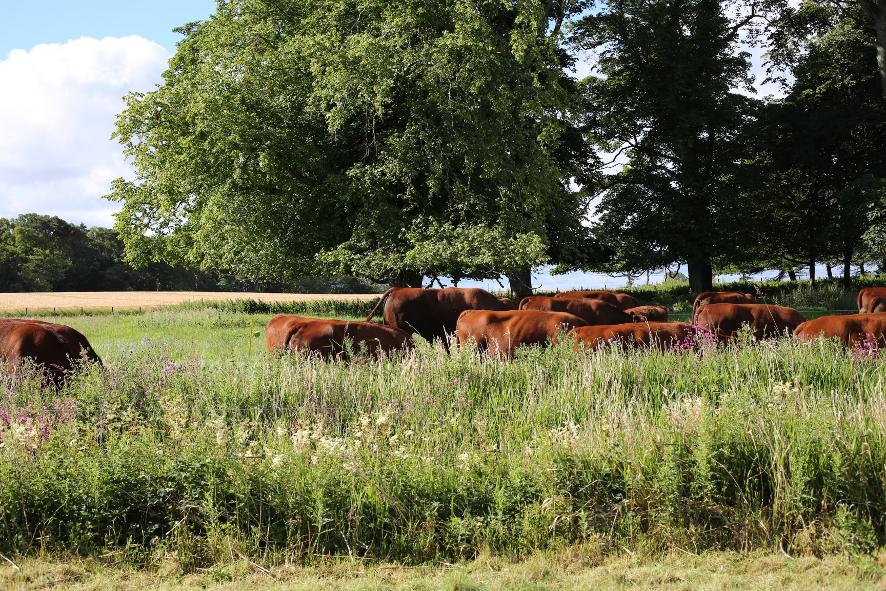 why-start-mob-grazing-hom