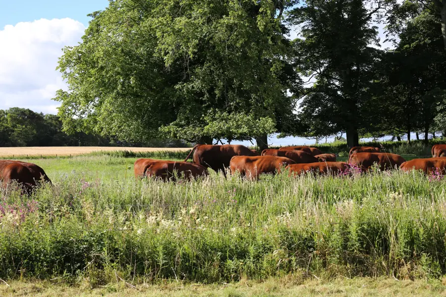 why-start-mob-grazing-hom
