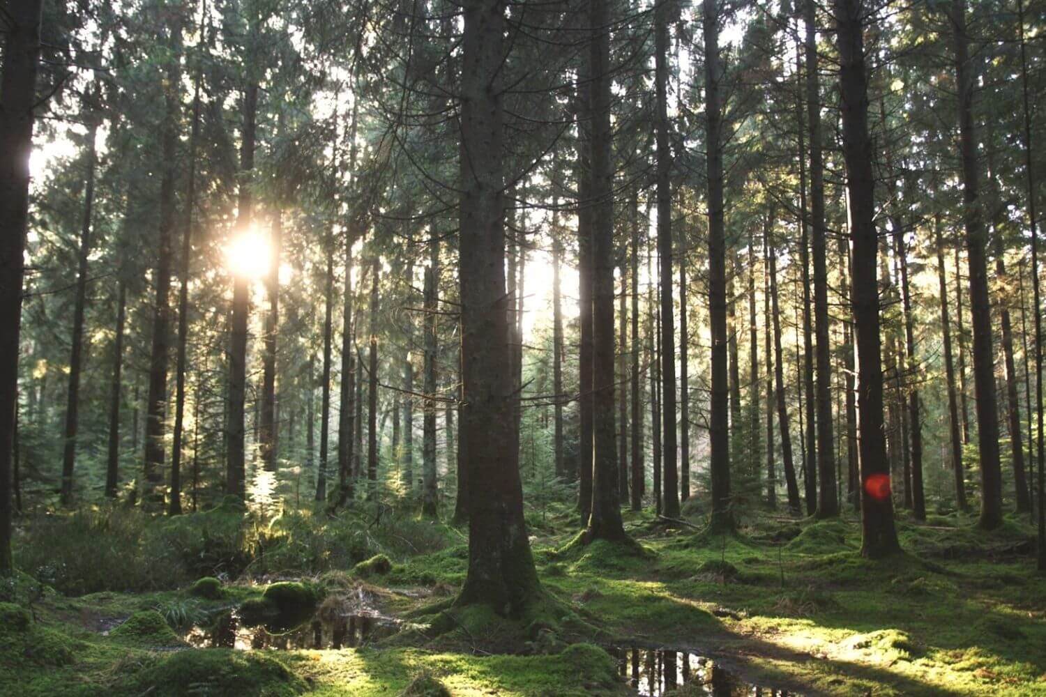trees_sunlight_forest_of_dean_content_non-organic_2021.jpg