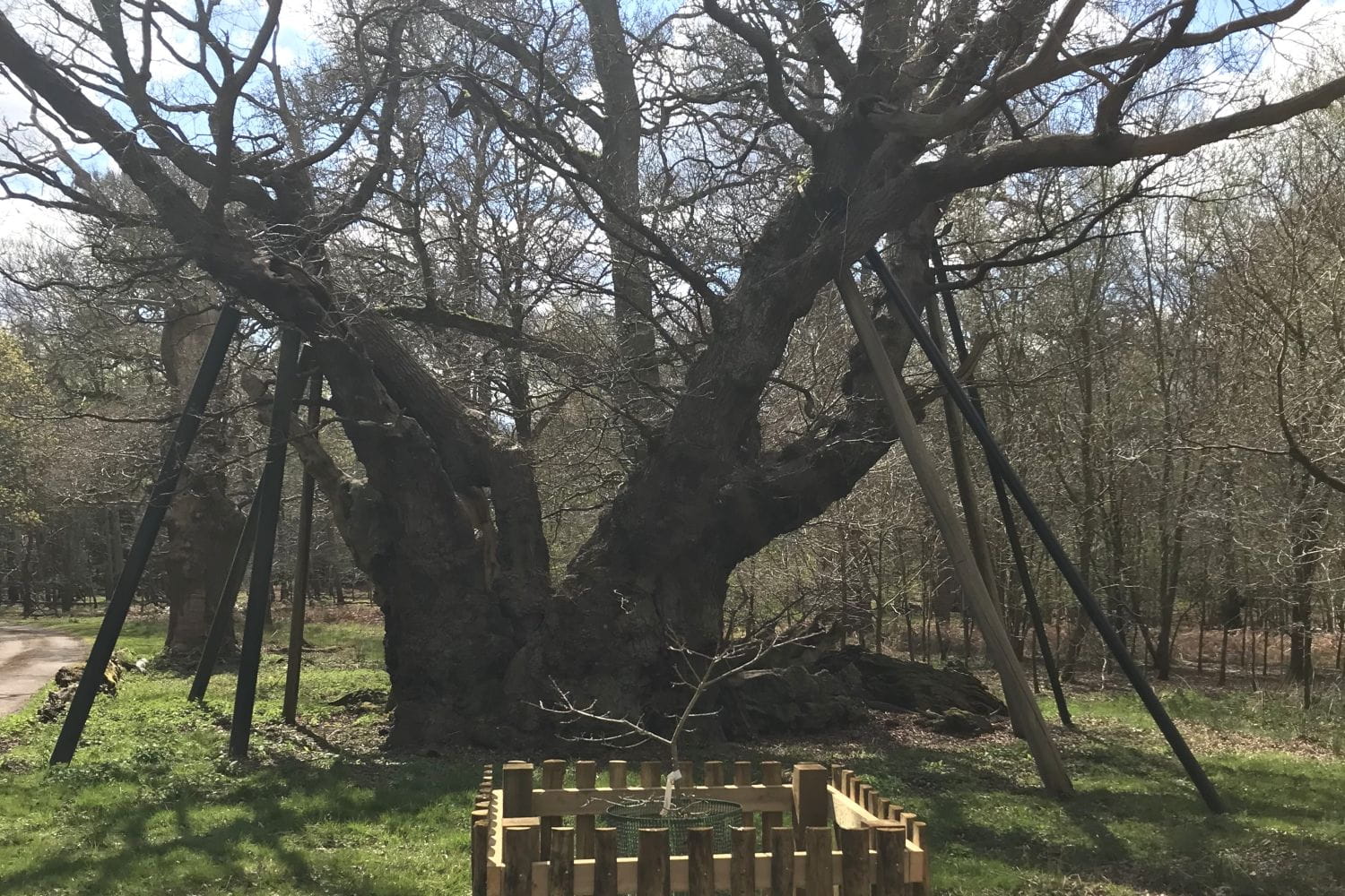 A large, ancient tree with supports for its branches