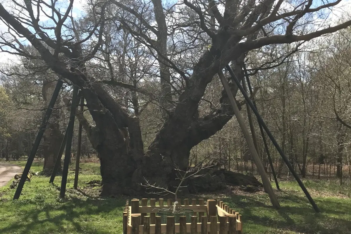 A large, ancient tree with supports for its branches