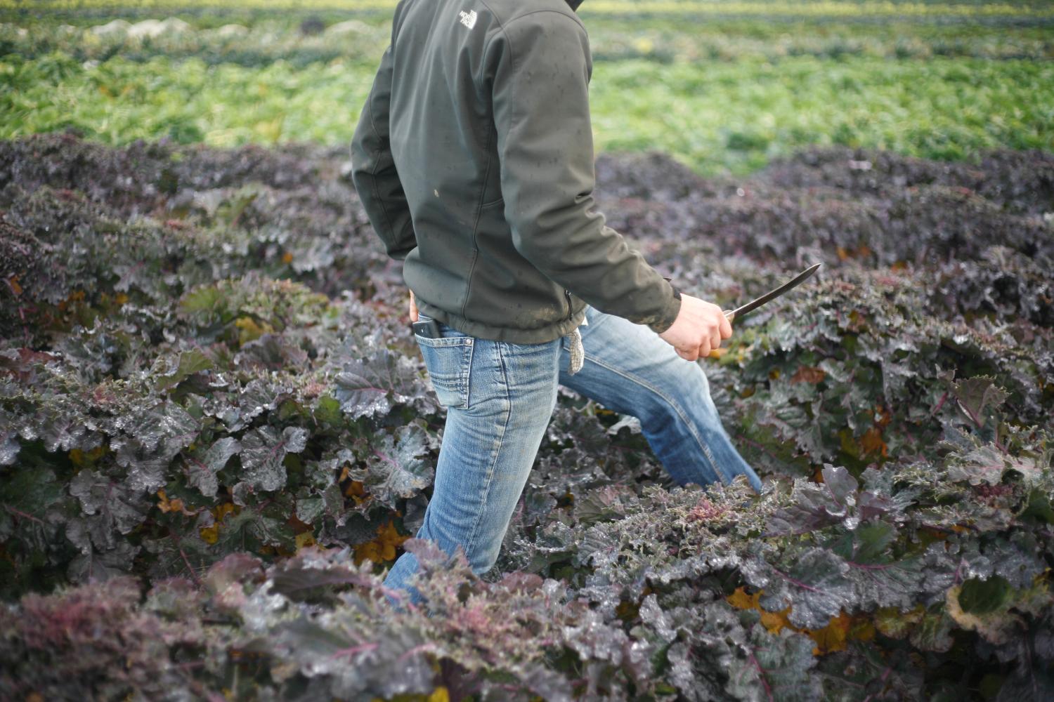 A man walking through a field of kale