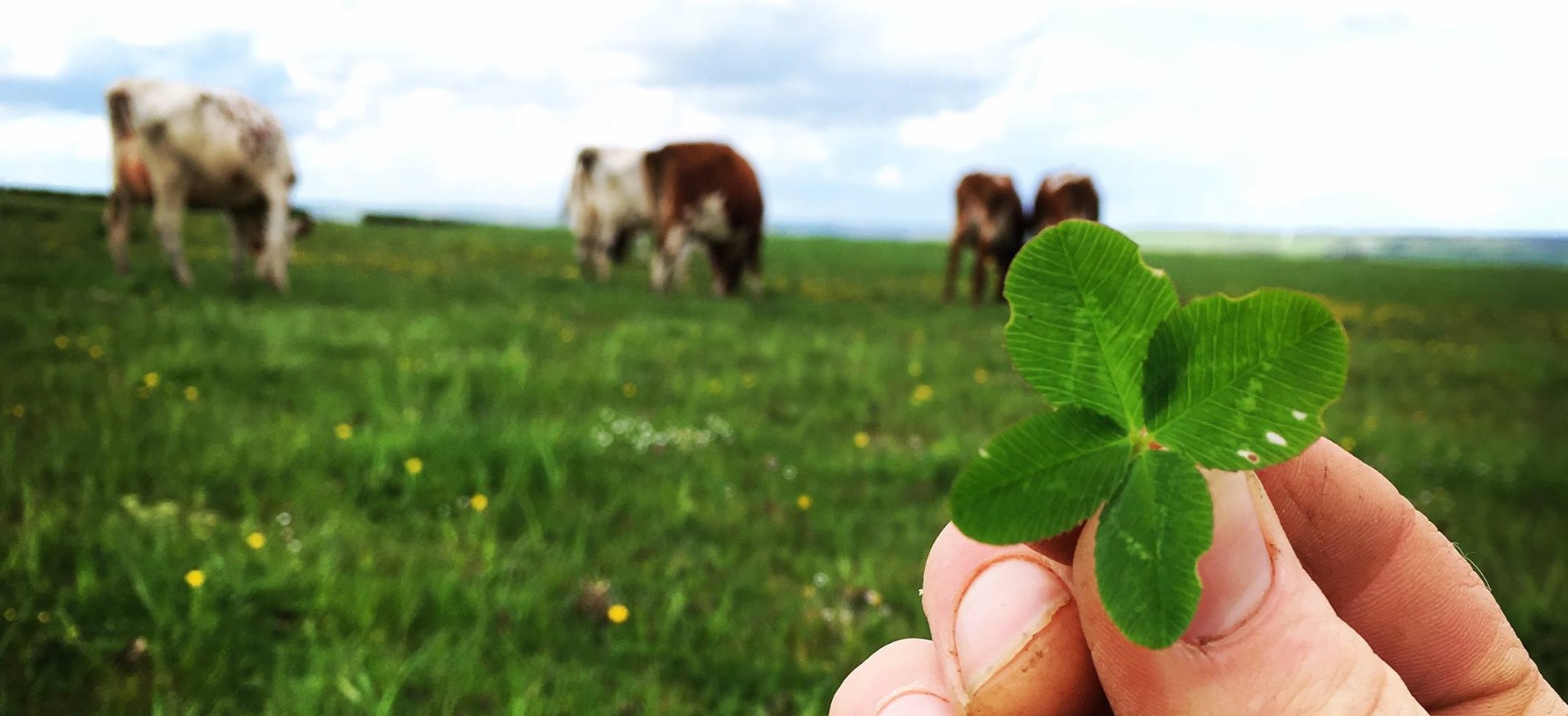 Someone holds up a four leaf clover in front of grass field of cows. 