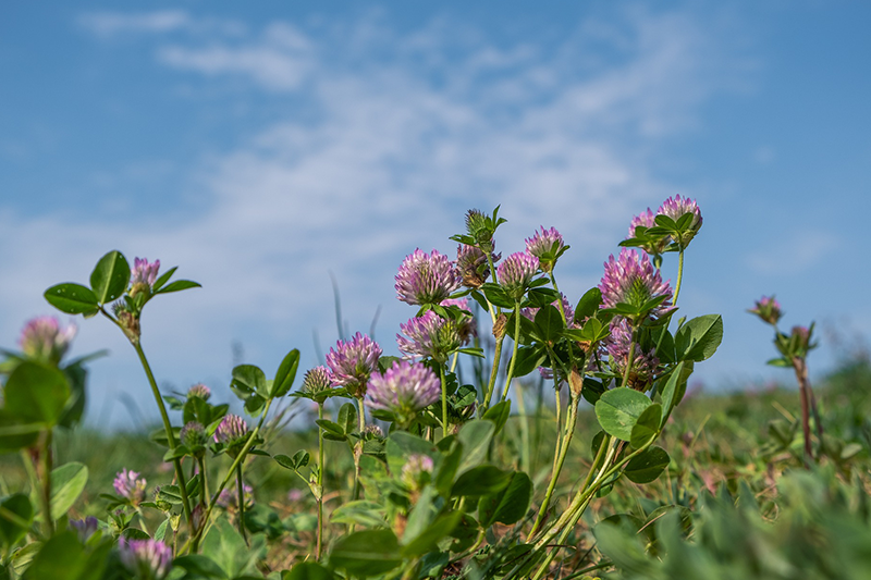 cover-crop-legume-clover