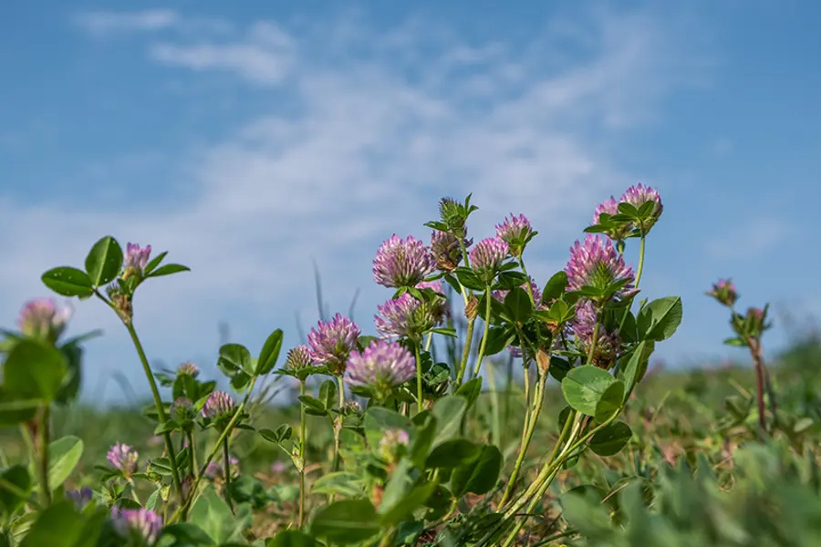 cover-crop-legume-clover