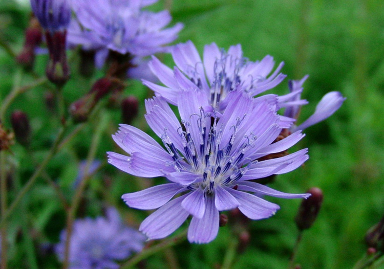 cover-crop-chicory