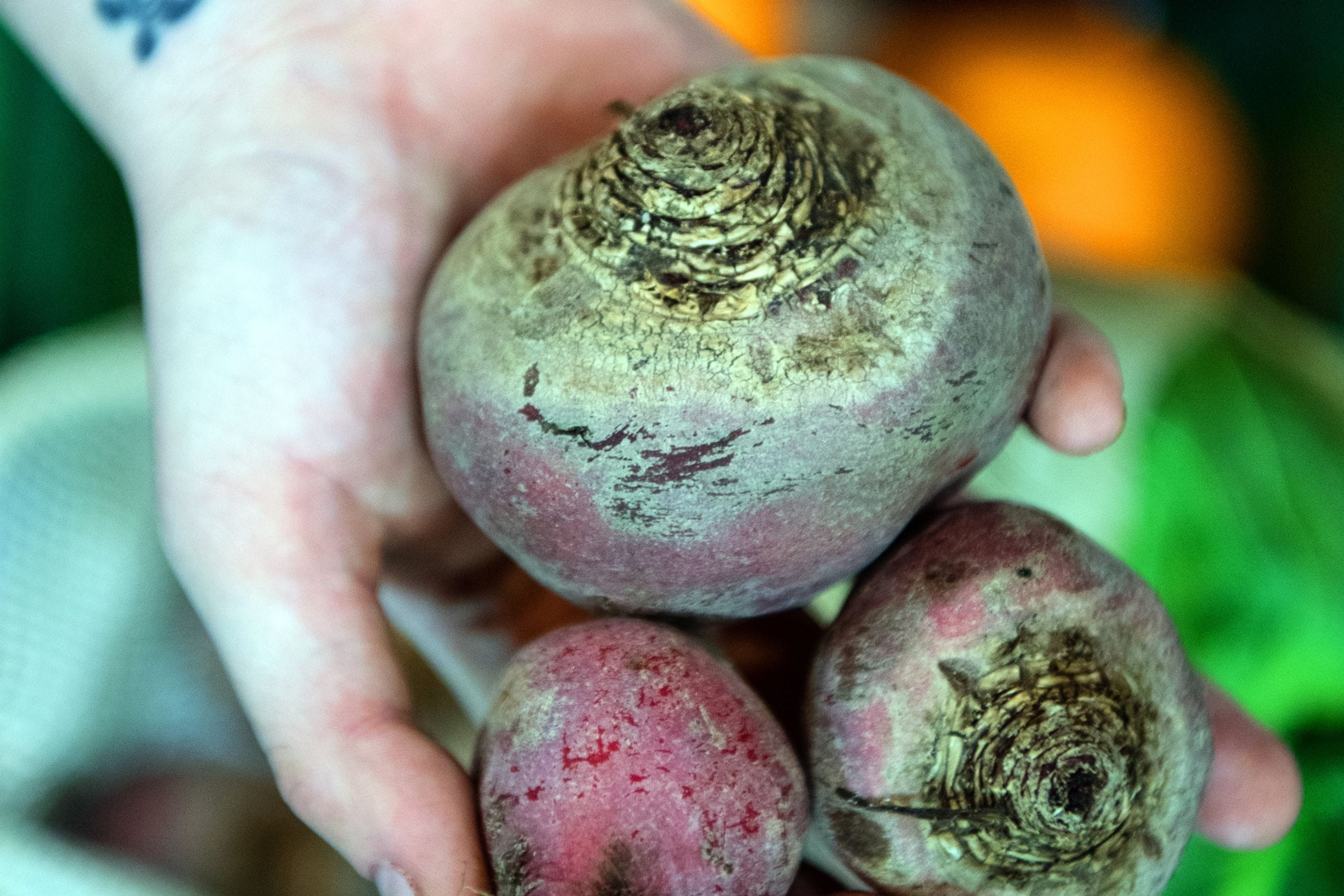 Person holding three beetroot