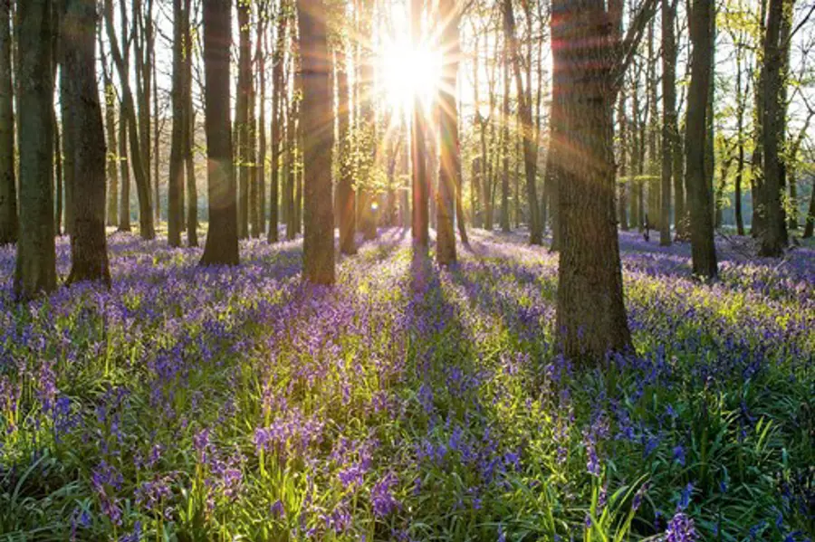 forest and flowers_certification_fsc ecosystem services_non_organic