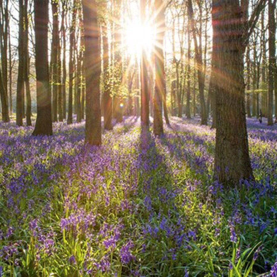 forest and flowers_certification_fsc ecosystem services_non_organic
