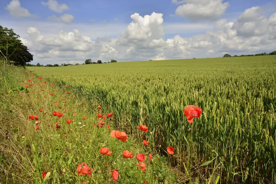 Organic farming magazine