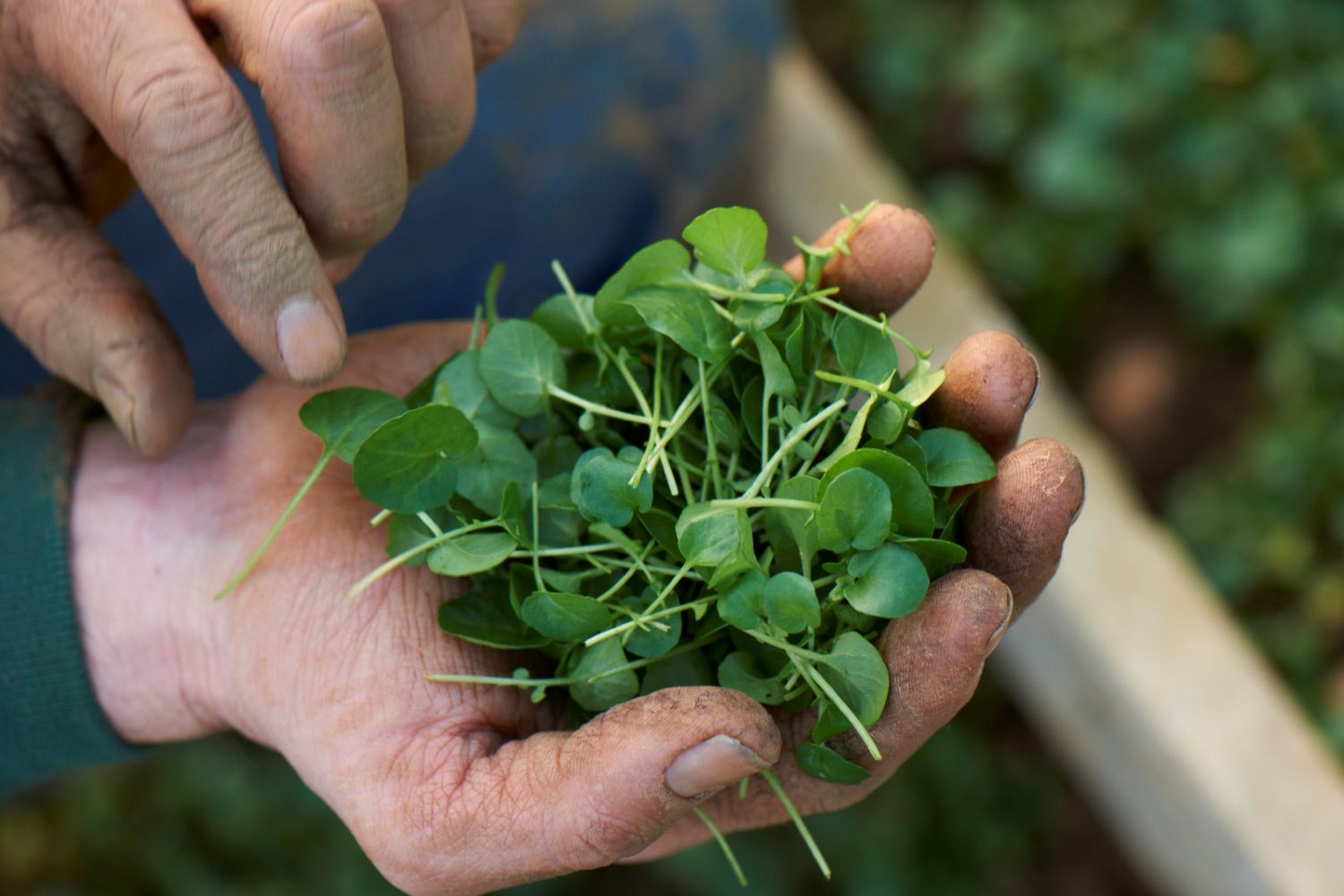 hand_watercress_content_organi_22.10.2014.jpg