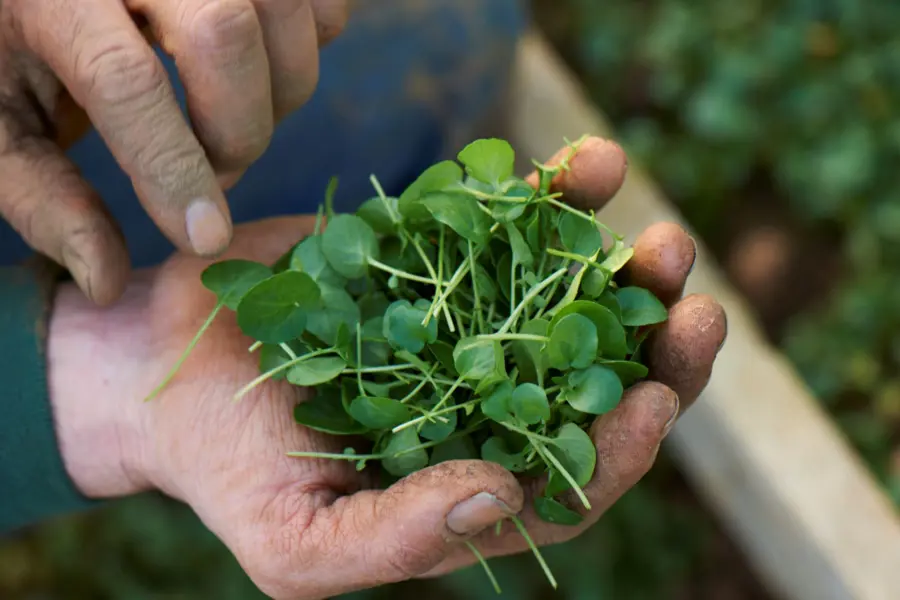 Market gardener holding salad leaves