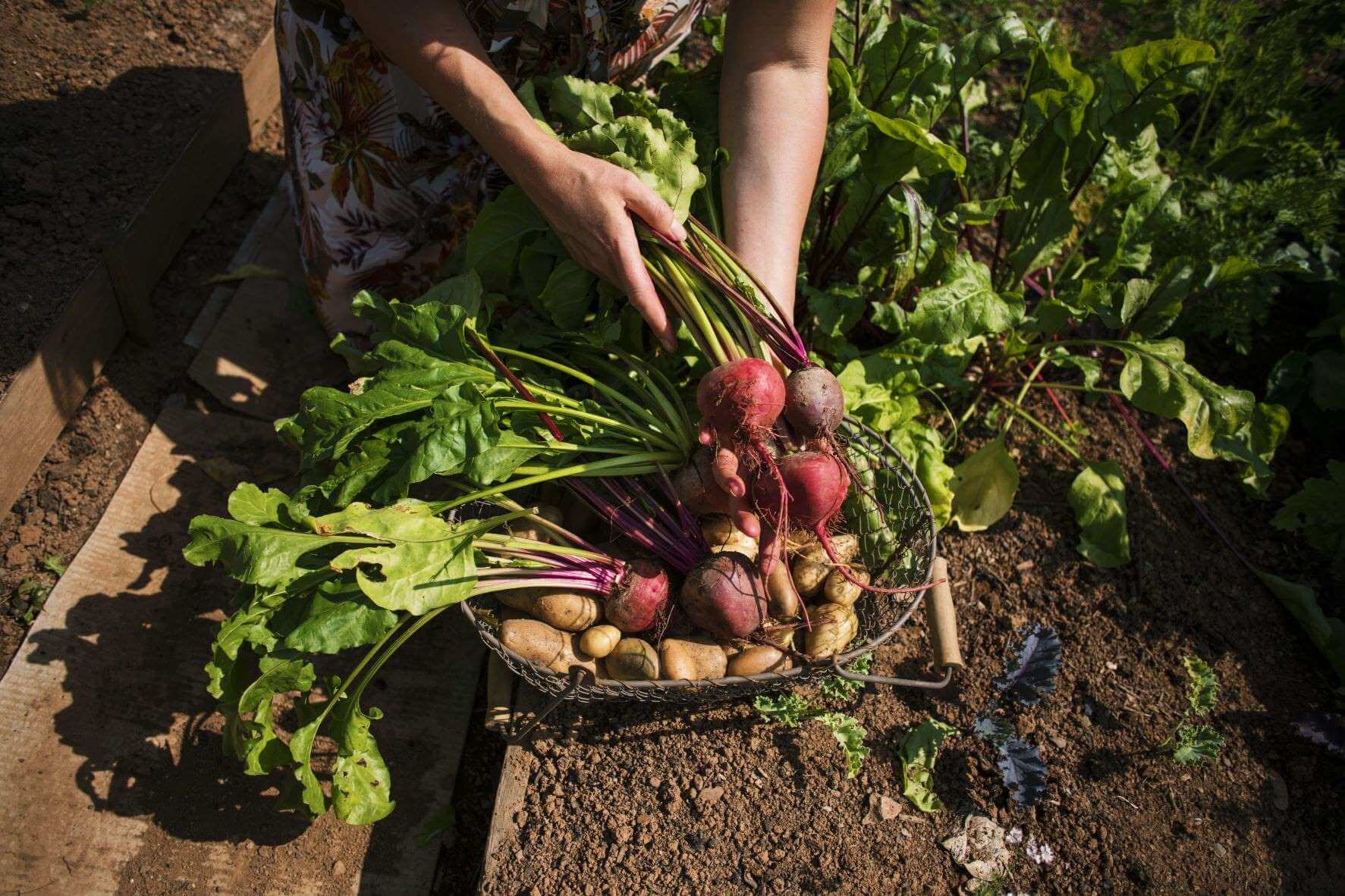 Create a nature-friendly allotment