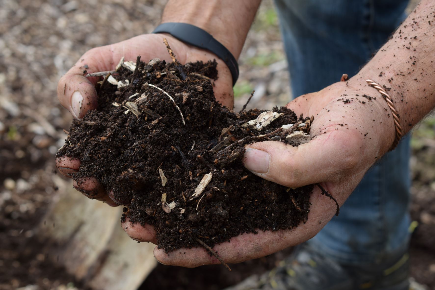 Two hands full of compost. 