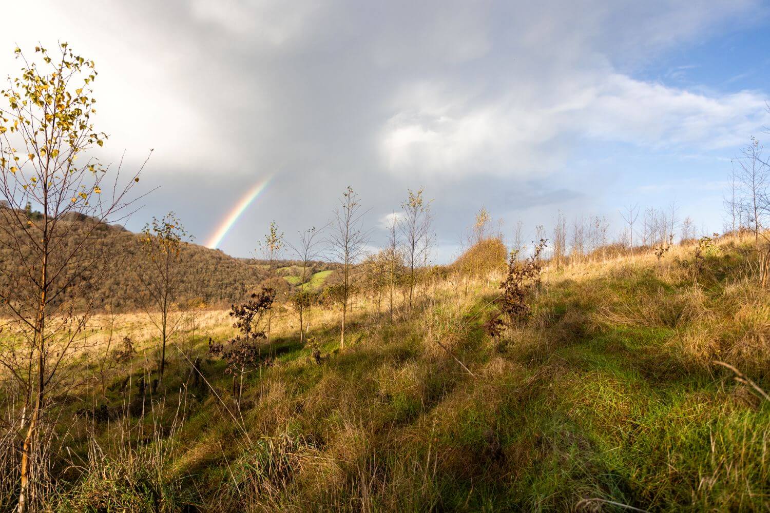 A rainbow over saplings
